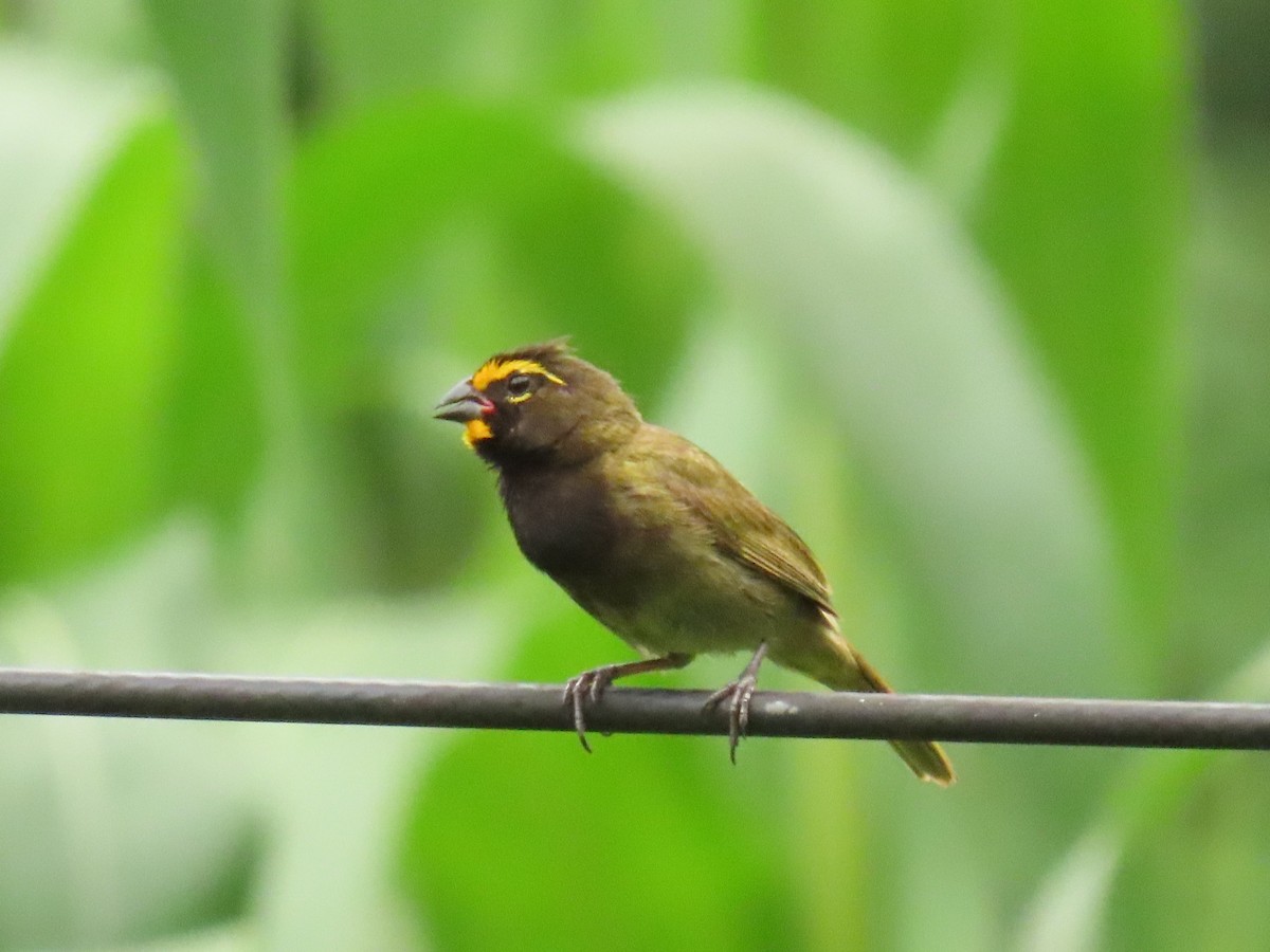 Yellow-faced Grassquit - ML640017257