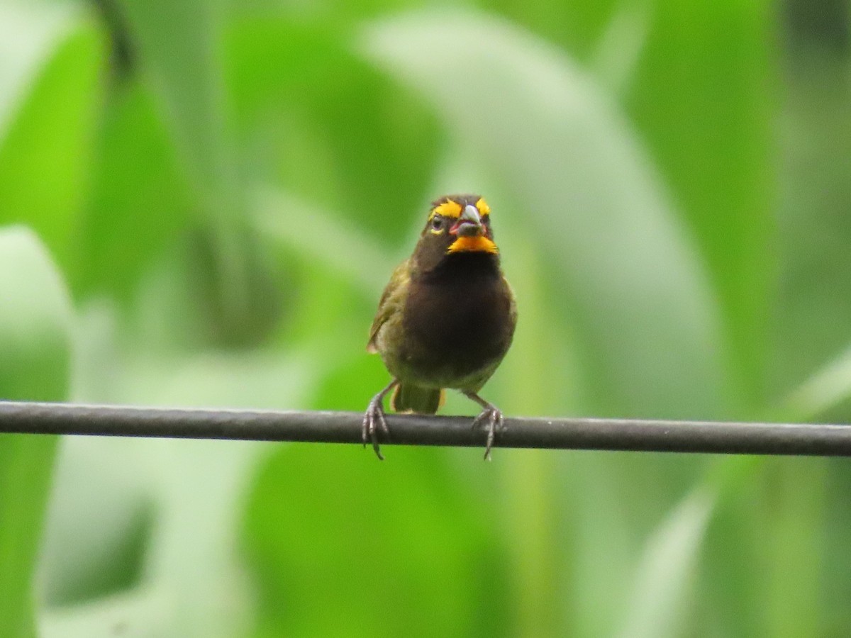 Yellow-faced Grassquit - ML640017258