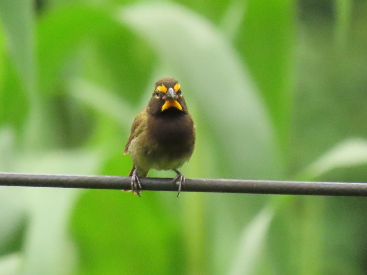 Yellow-faced Grassquit - ML640017259