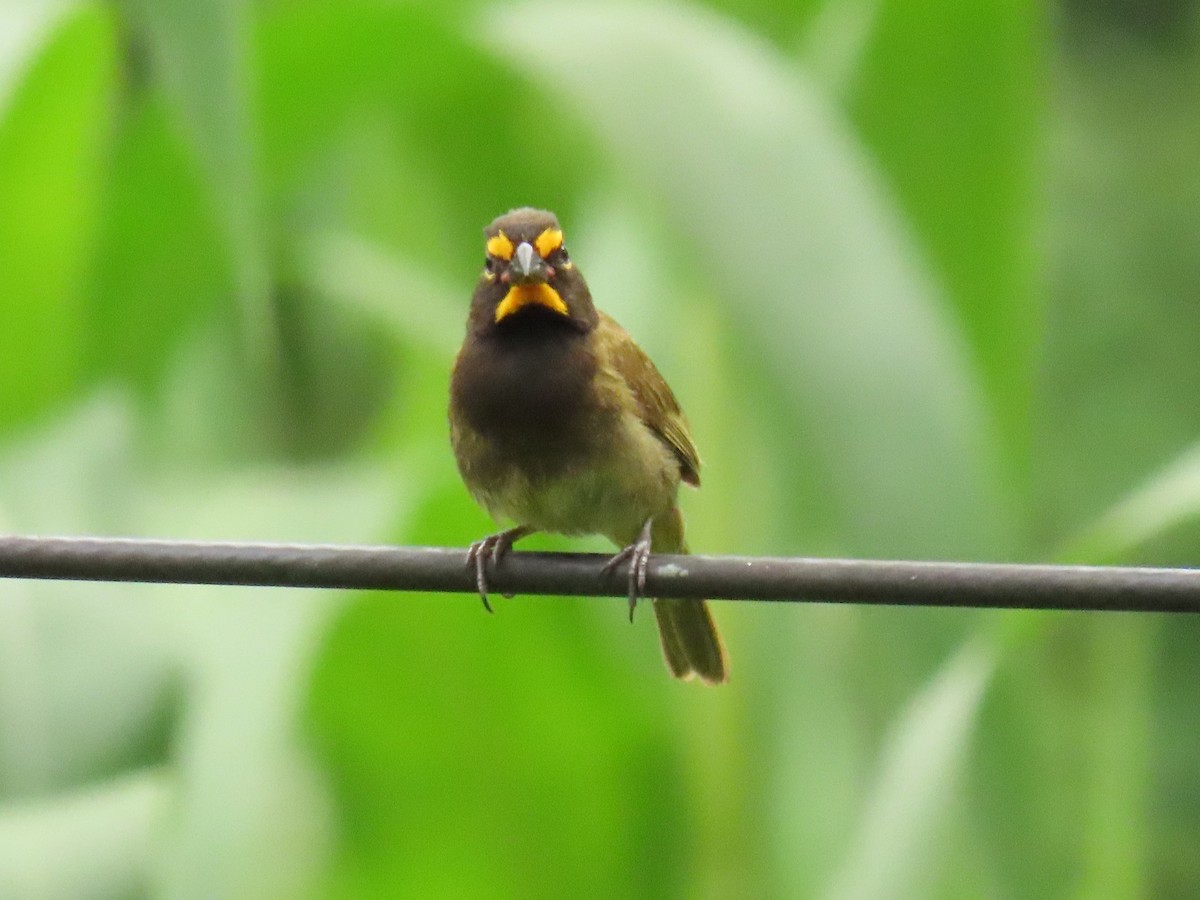 Yellow-faced Grassquit - ML640017260