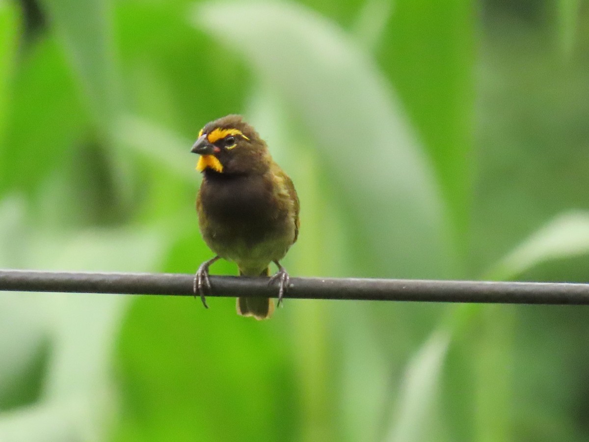 Yellow-faced Grassquit - ML640017261