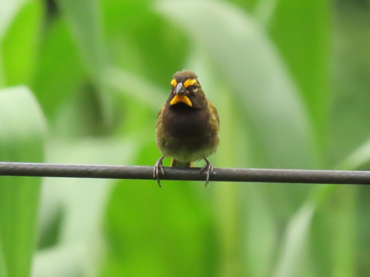 Yellow-faced Grassquit - ML640017262