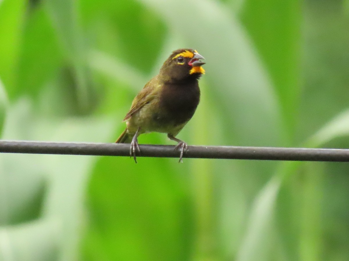 Yellow-faced Grassquit - ML640017263