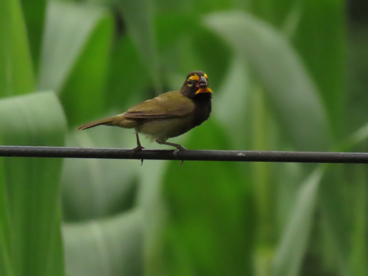 Yellow-faced Grassquit - ML640017264
