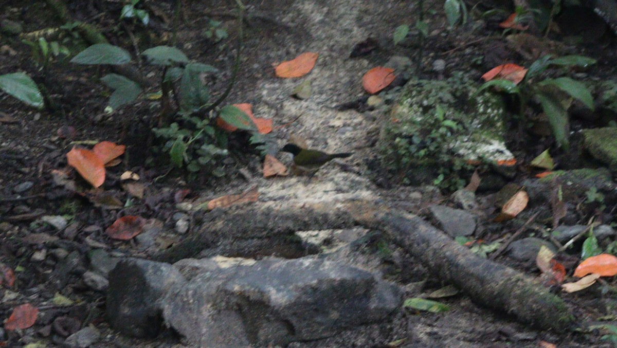 Black-headed Brushfinch - ML640017279
