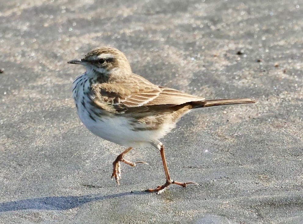 New Zealand Pipit - ML640017318