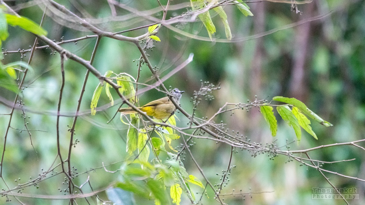 Flavescent Bulbul - ML640017407
