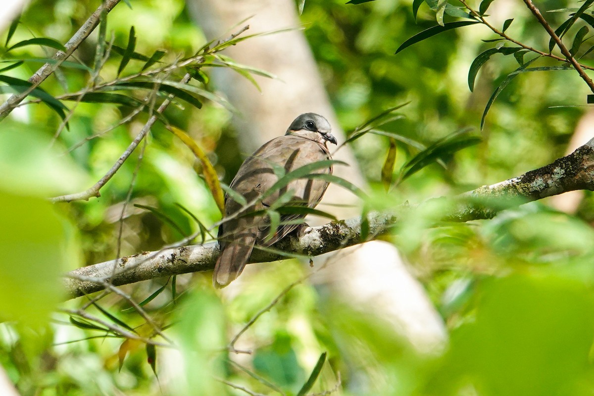 White-eared Brown-Dove - ML640017410