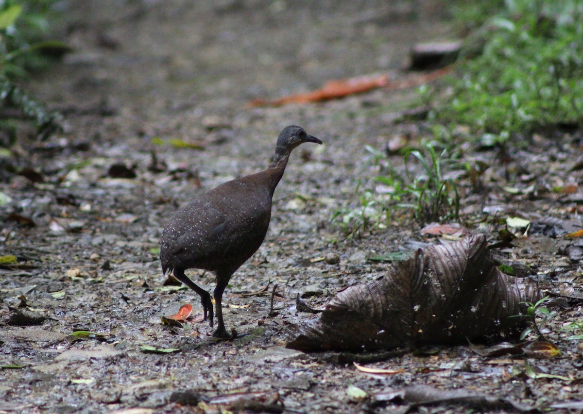 Highland Tinamou - ML640017467