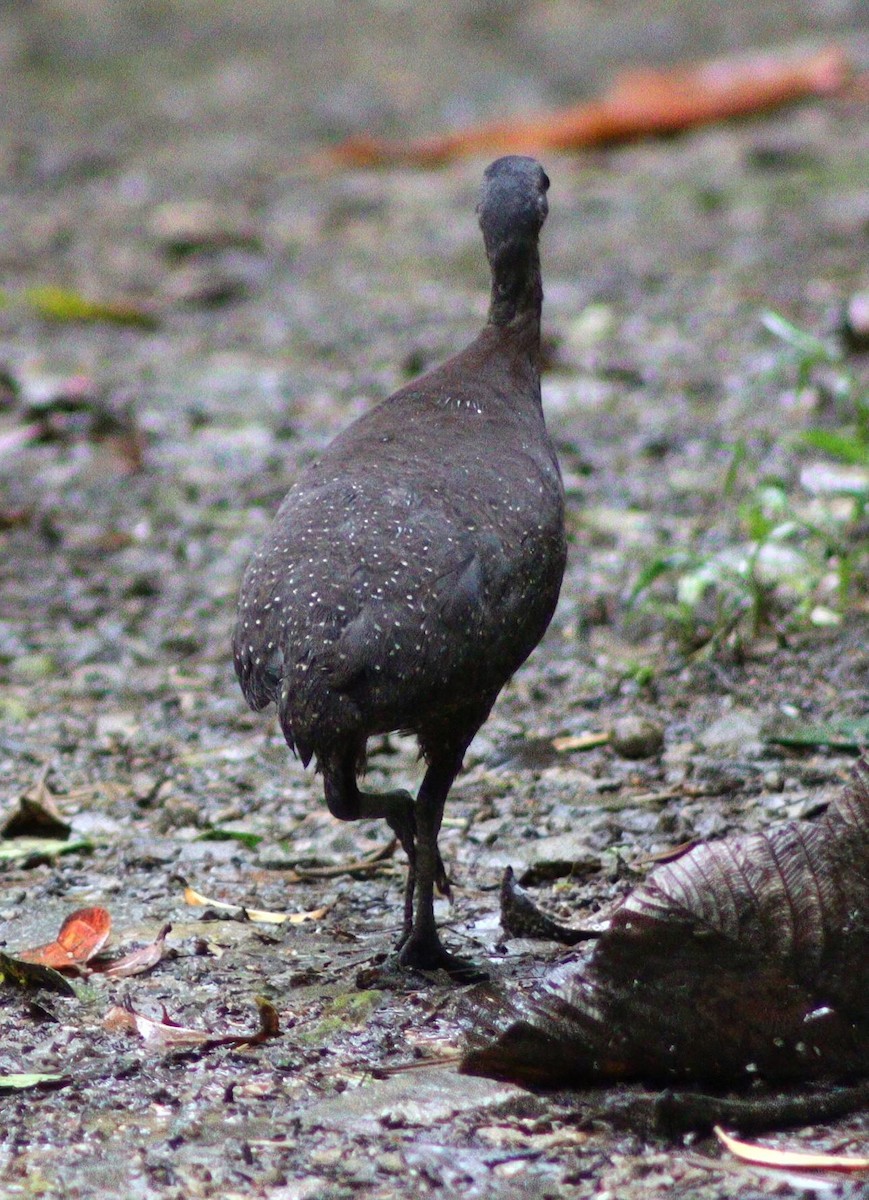 Highland Tinamou - ML640017468