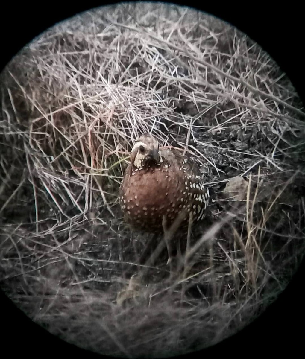 Spot-bellied Bobwhite - ML640017504