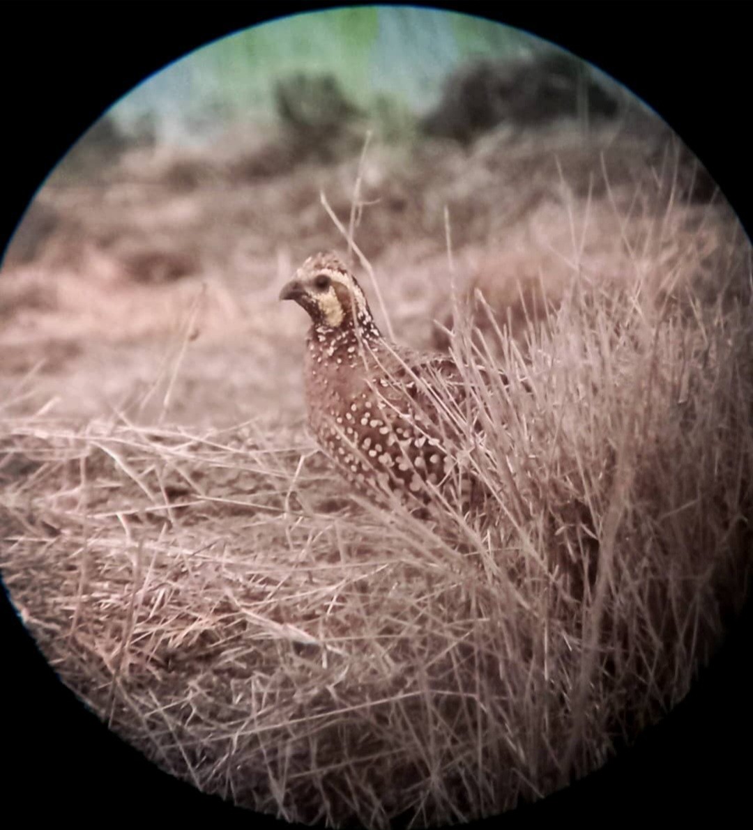 Spot-bellied Bobwhite - ML640017505