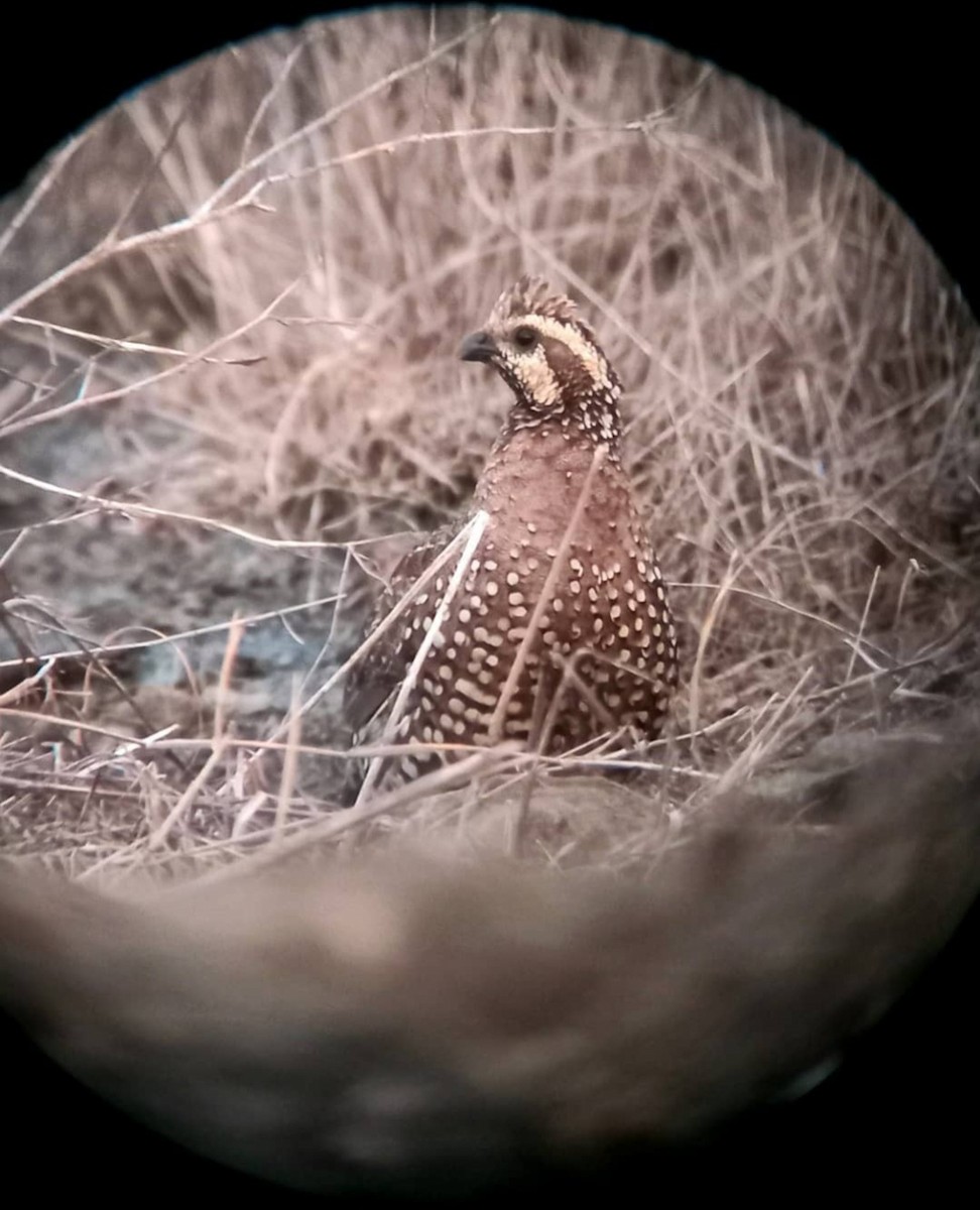 Spot-bellied Bobwhite - ML640017506