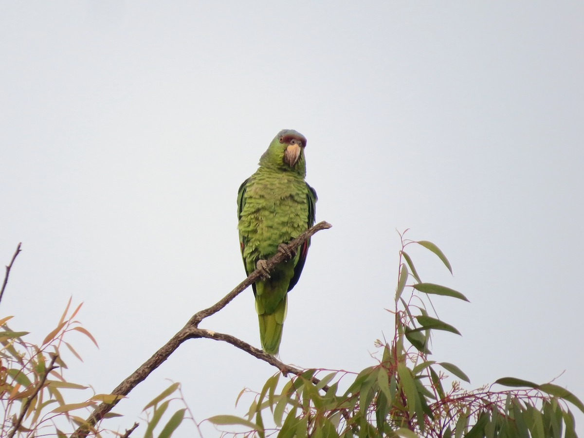 Lilac-crowned Amazon - ML640017518