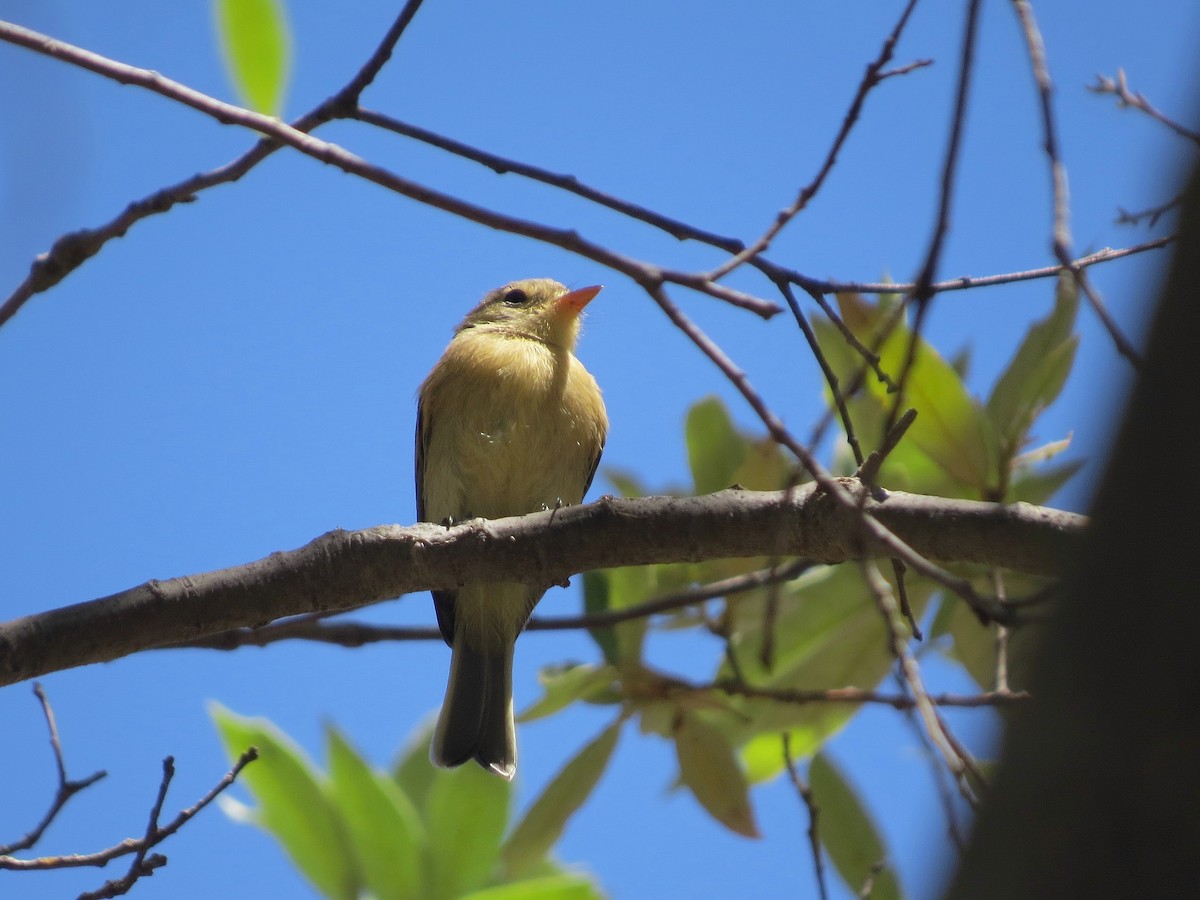 Buff-breasted Flycatcher - ML640017529
