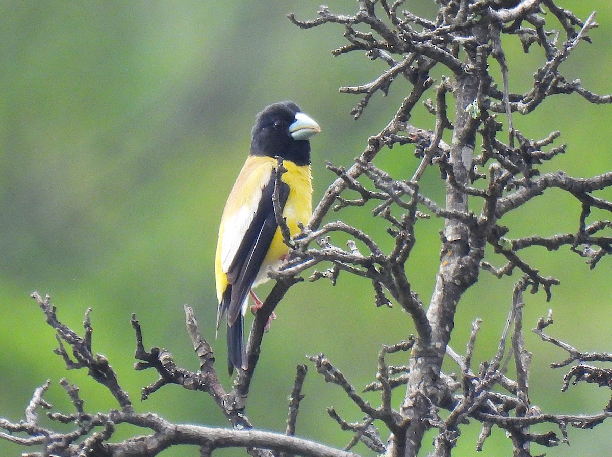 Hooded Grosbeak - ML640017574