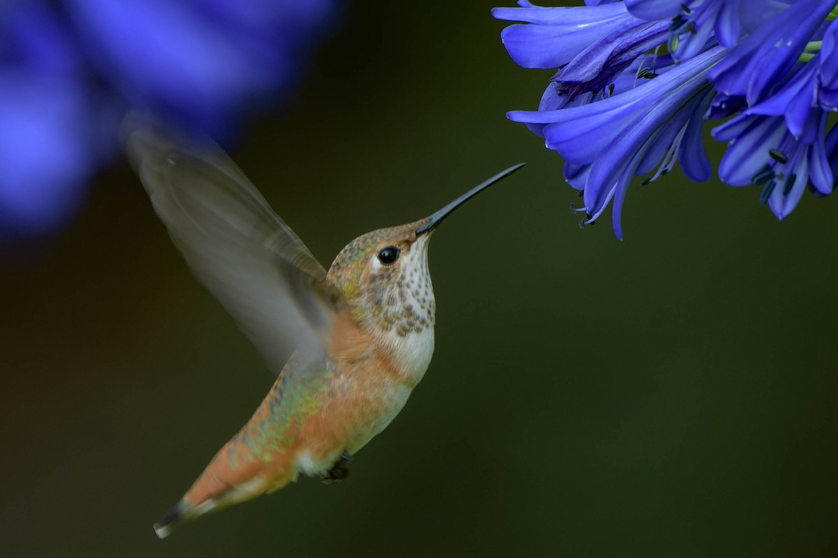 Allen's Hummingbird - ML640017645