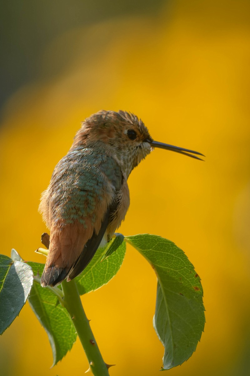 Allen's Hummingbird - ML640017647