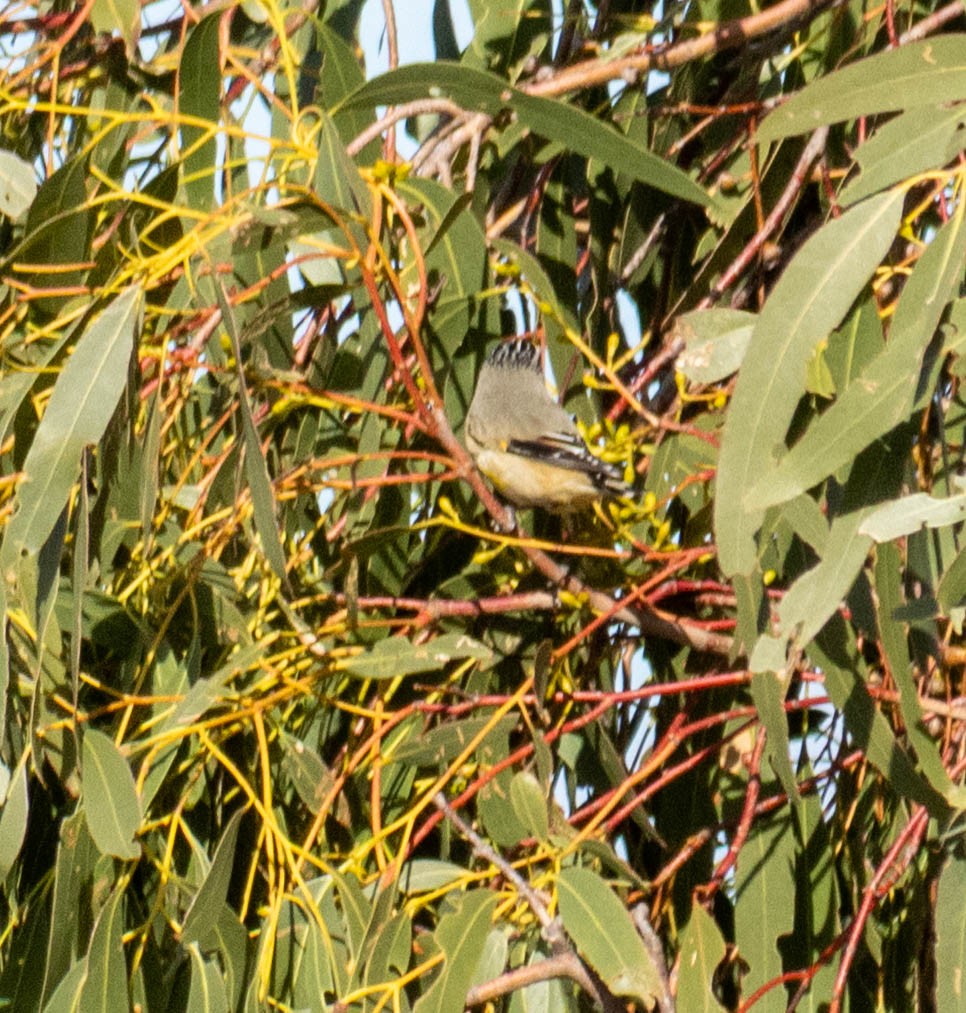 Striated Pardalote (Yellow-tipped) - ML640017778