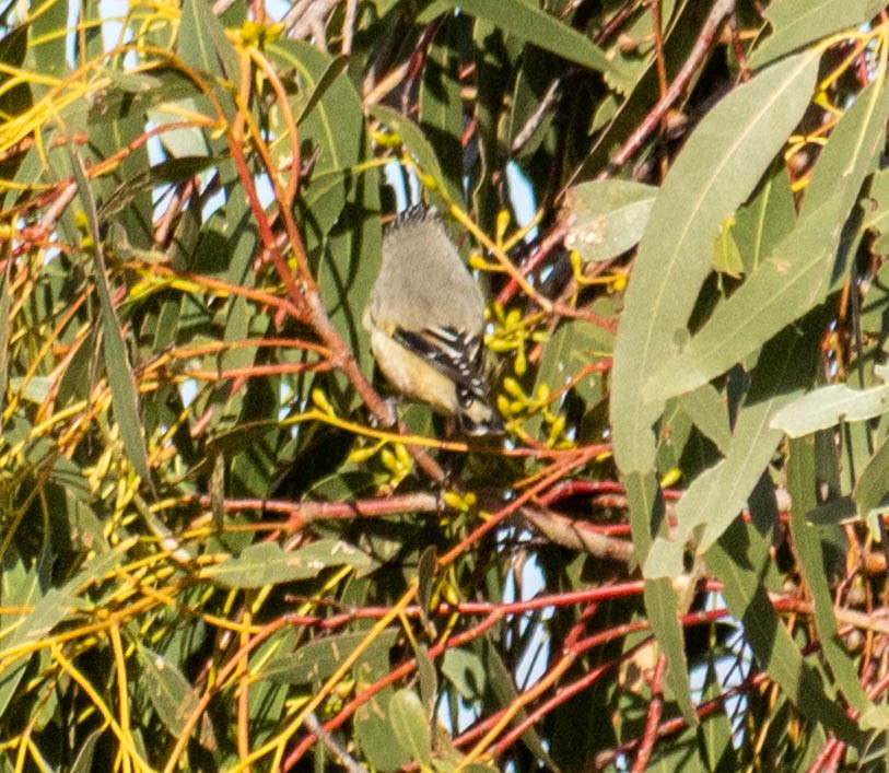 Striated Pardalote (Yellow-tipped) - ML640017789