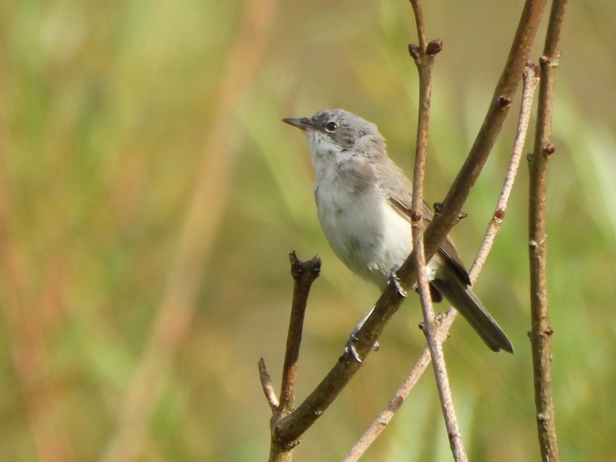 Lesser Whitethroat - ML640017816