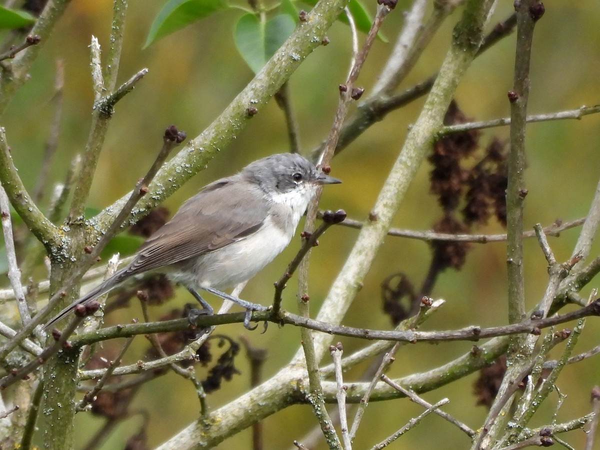 Lesser Whitethroat - ML640017817