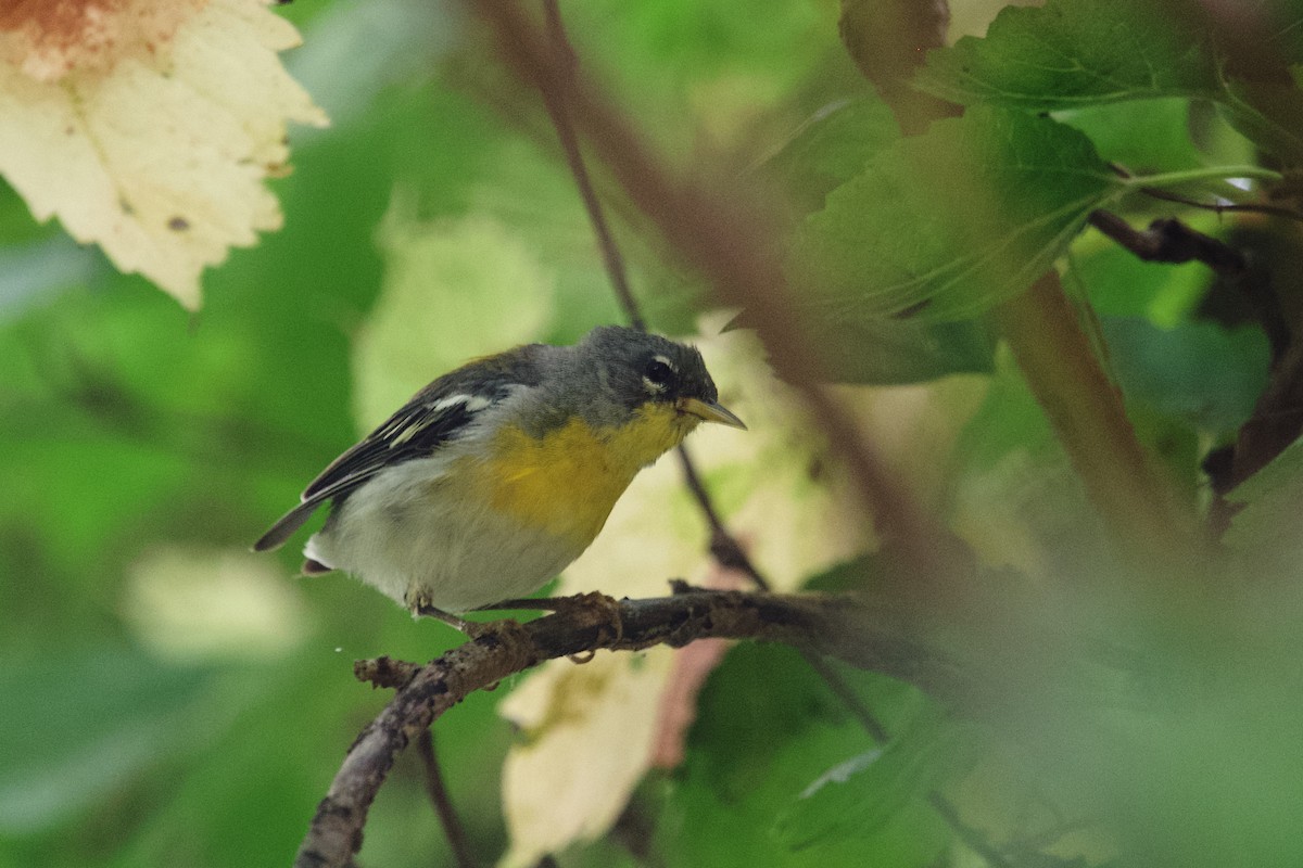 Northern Parula - ML640017844