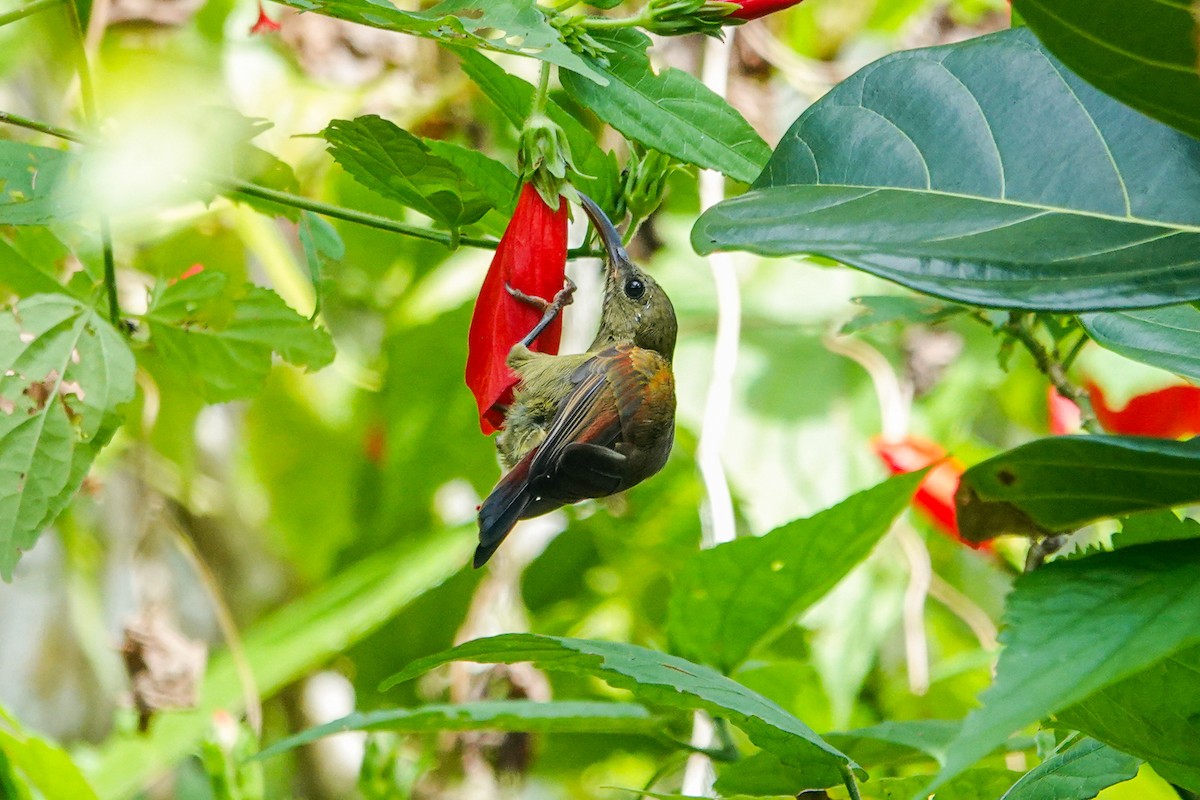 Magnificent Sunbird - ML640017875