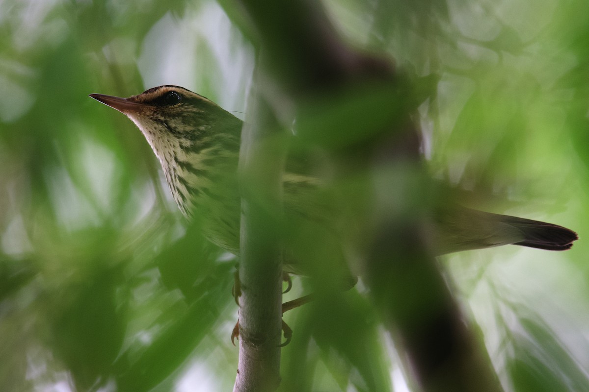Northern Waterthrush - ML640017904