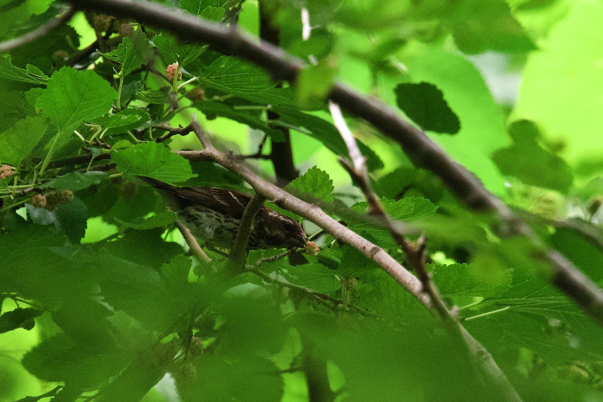 Purple Finch - ML640017938