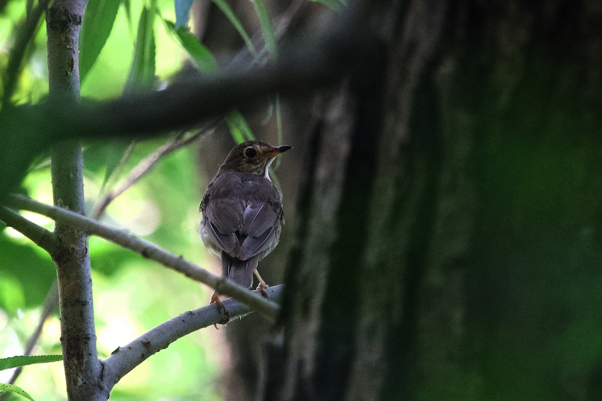 Swainson's Thrush - ML640017983