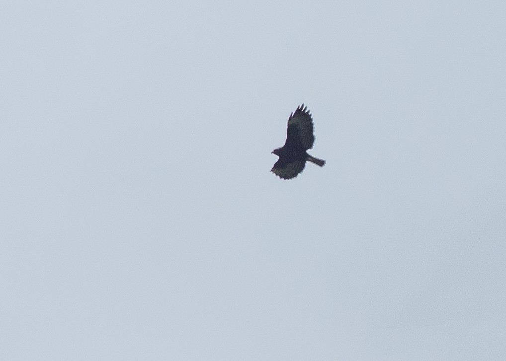 Short-tailed Hawk - ML640018010