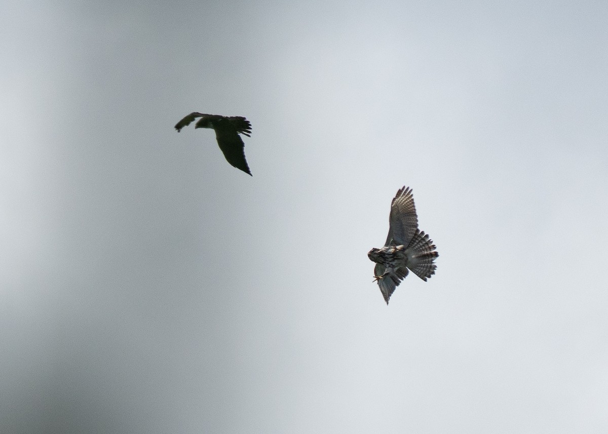 Short-tailed Hawk - ML640018011