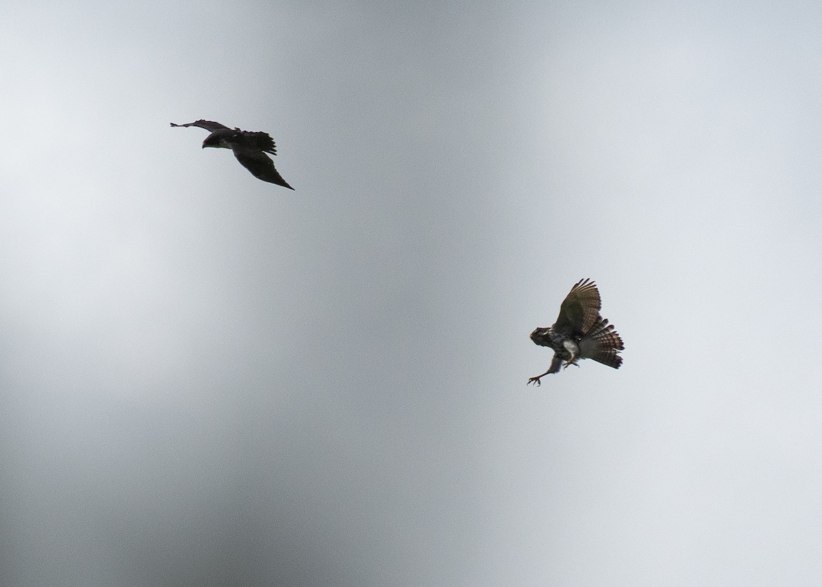 Short-tailed Hawk - ML640018012