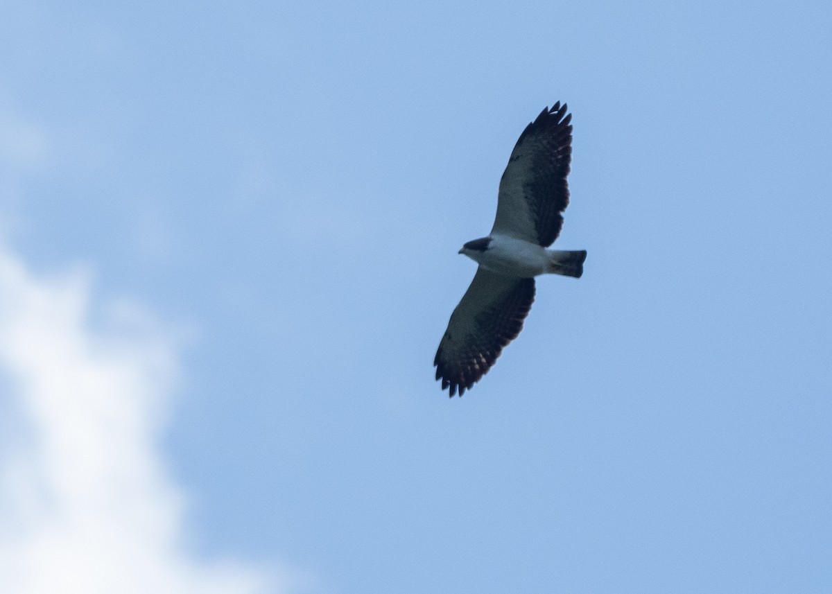 Short-tailed Hawk - ML640018013