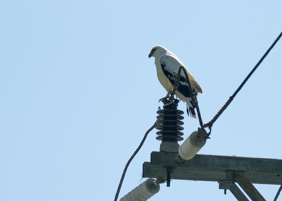 White Hawk - ML640018028