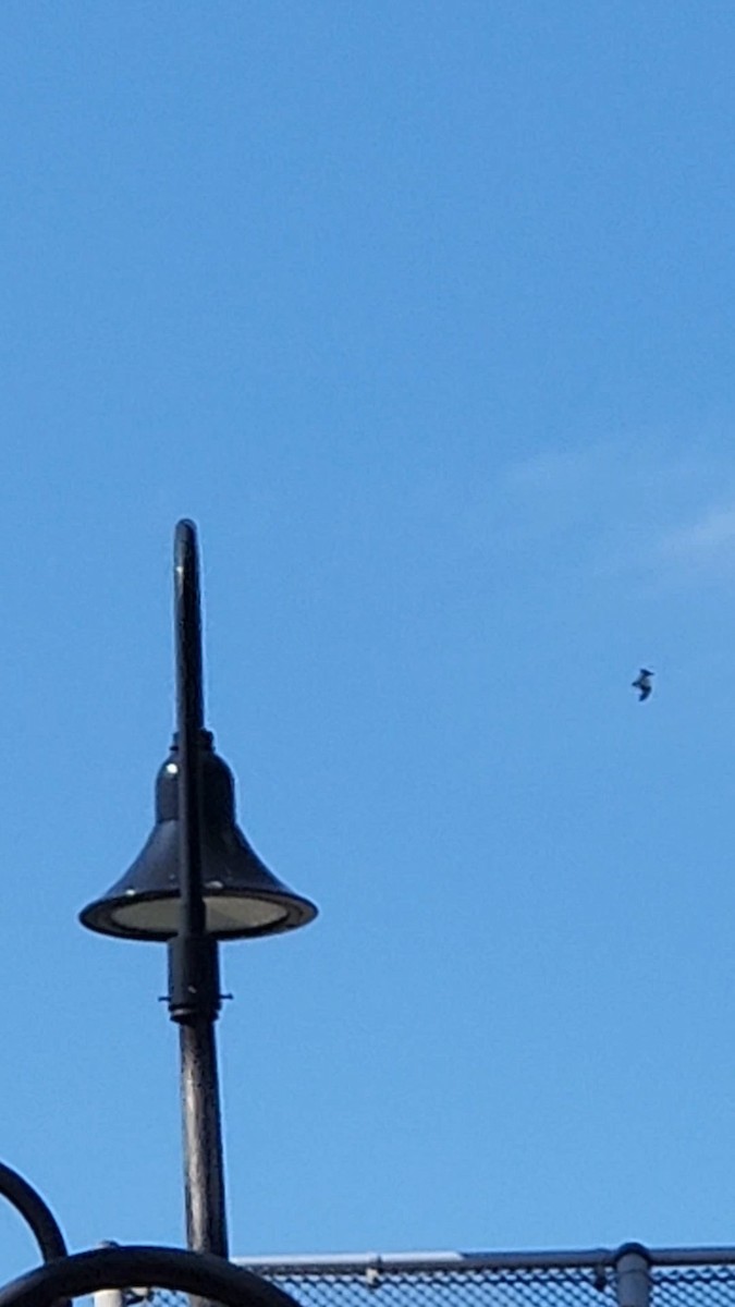 Osprey - ML640018084