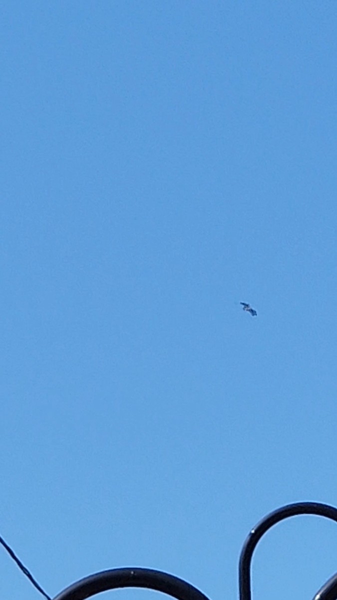 Osprey - ML640018085