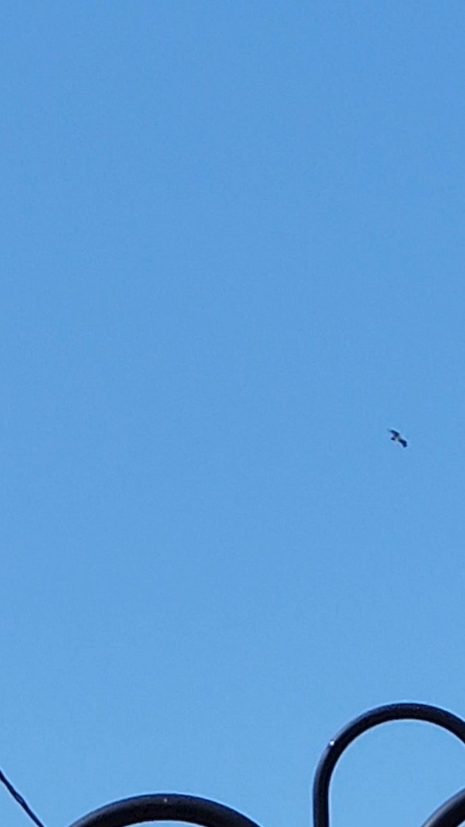 Osprey - ML640018086