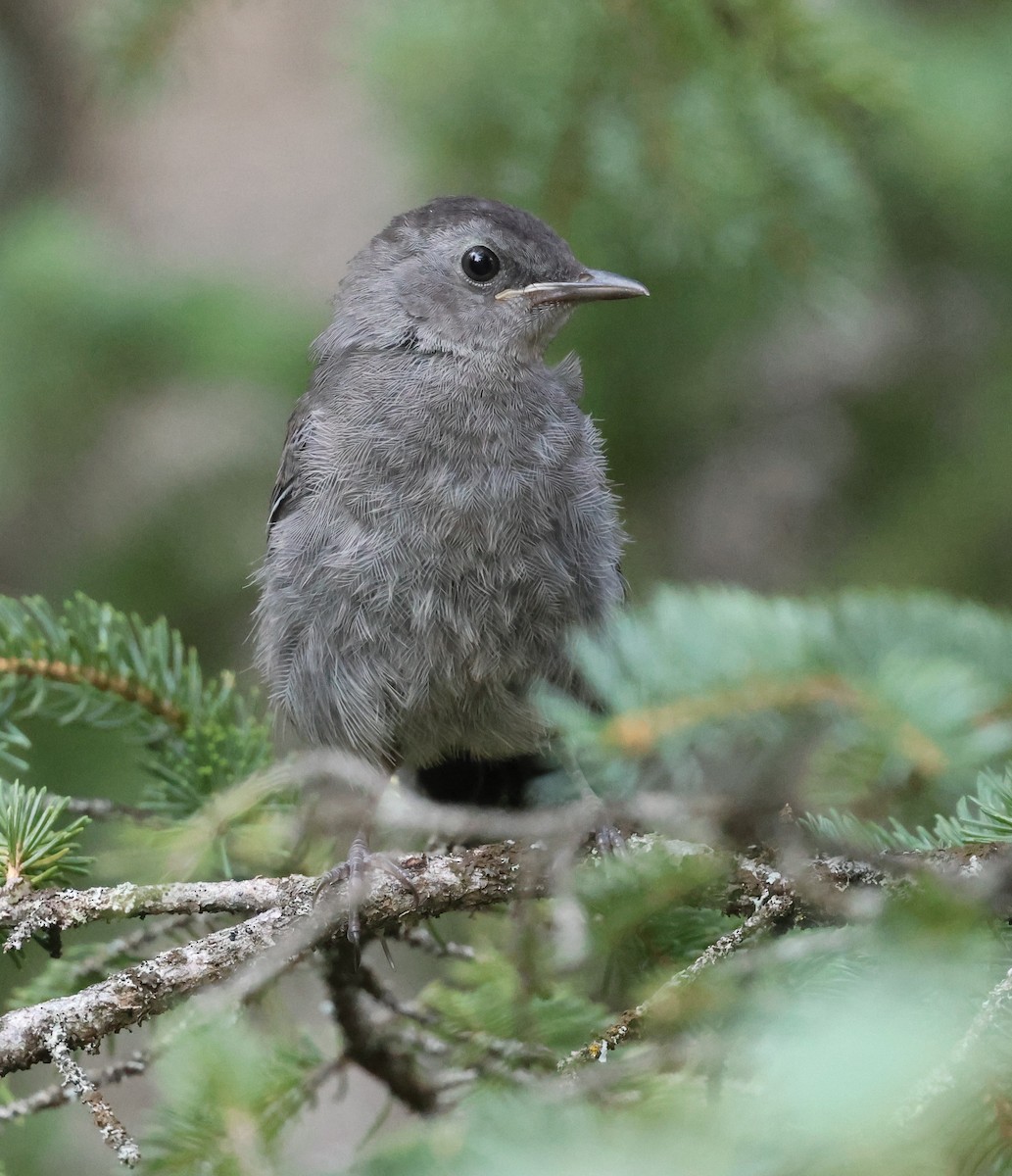 Gray Catbird - ML640018174