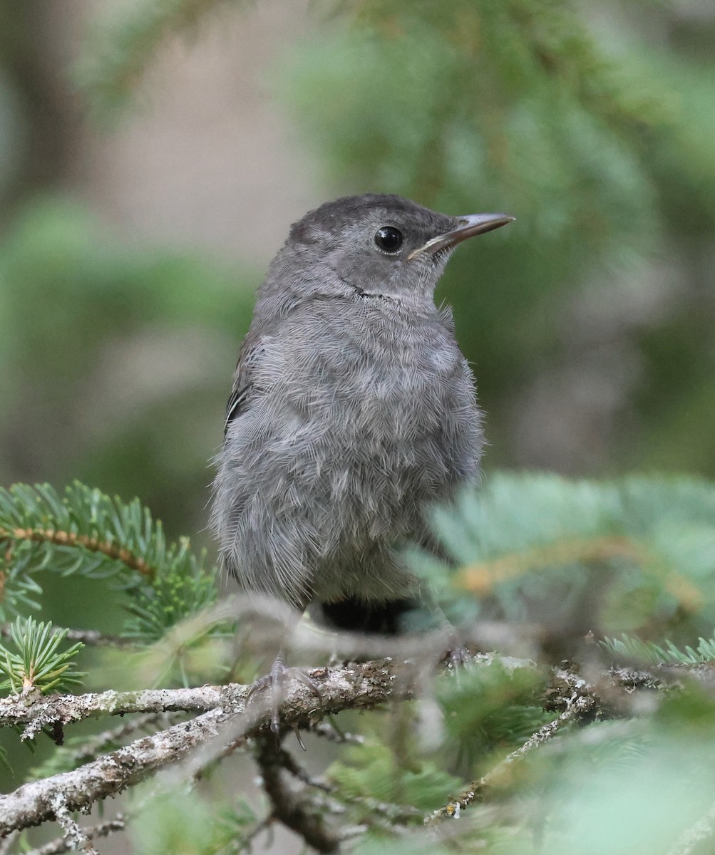 Gray Catbird - ML640018175