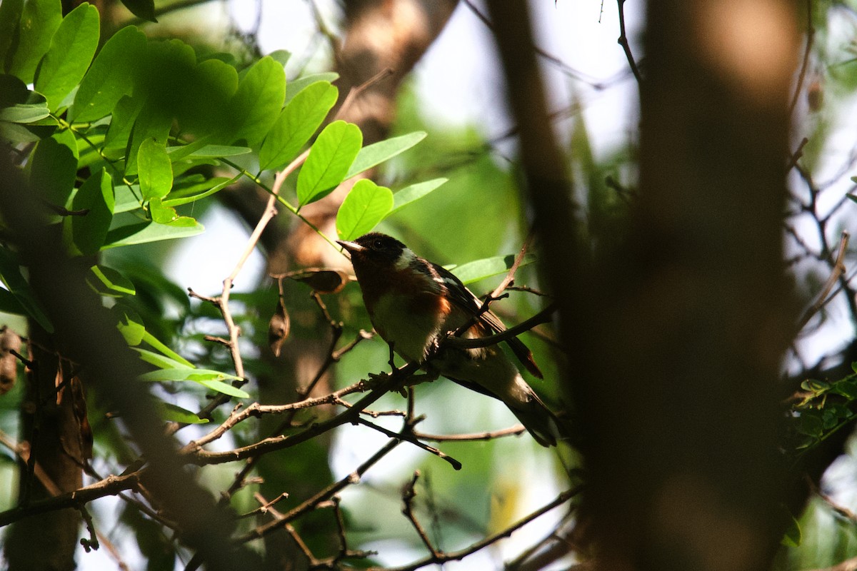 Bay-breasted Warbler - ML640018177