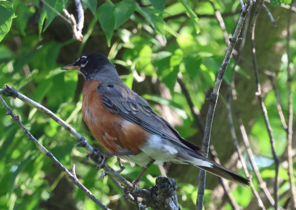 American Robin - ML640018201