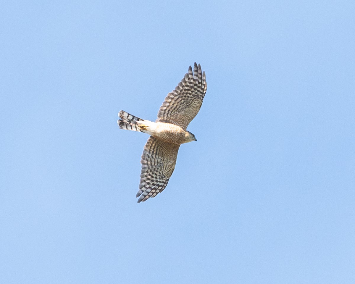 アシボソハイタカ - ML640018206