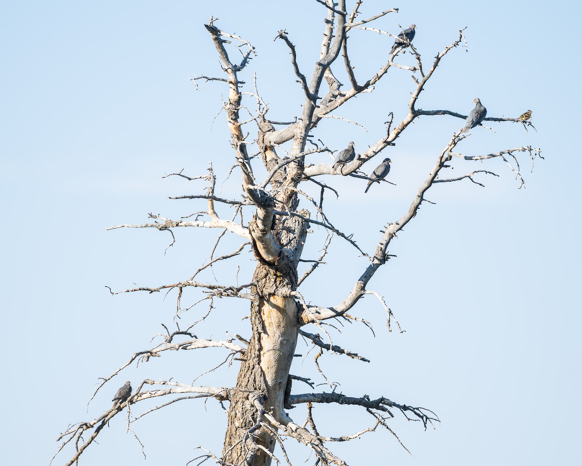 オビオバト - ML640018275