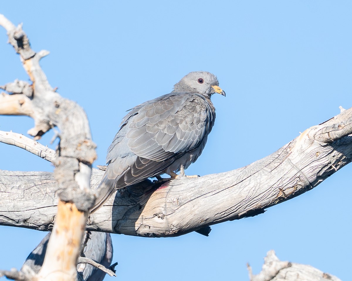 オビオバト - ML640018282