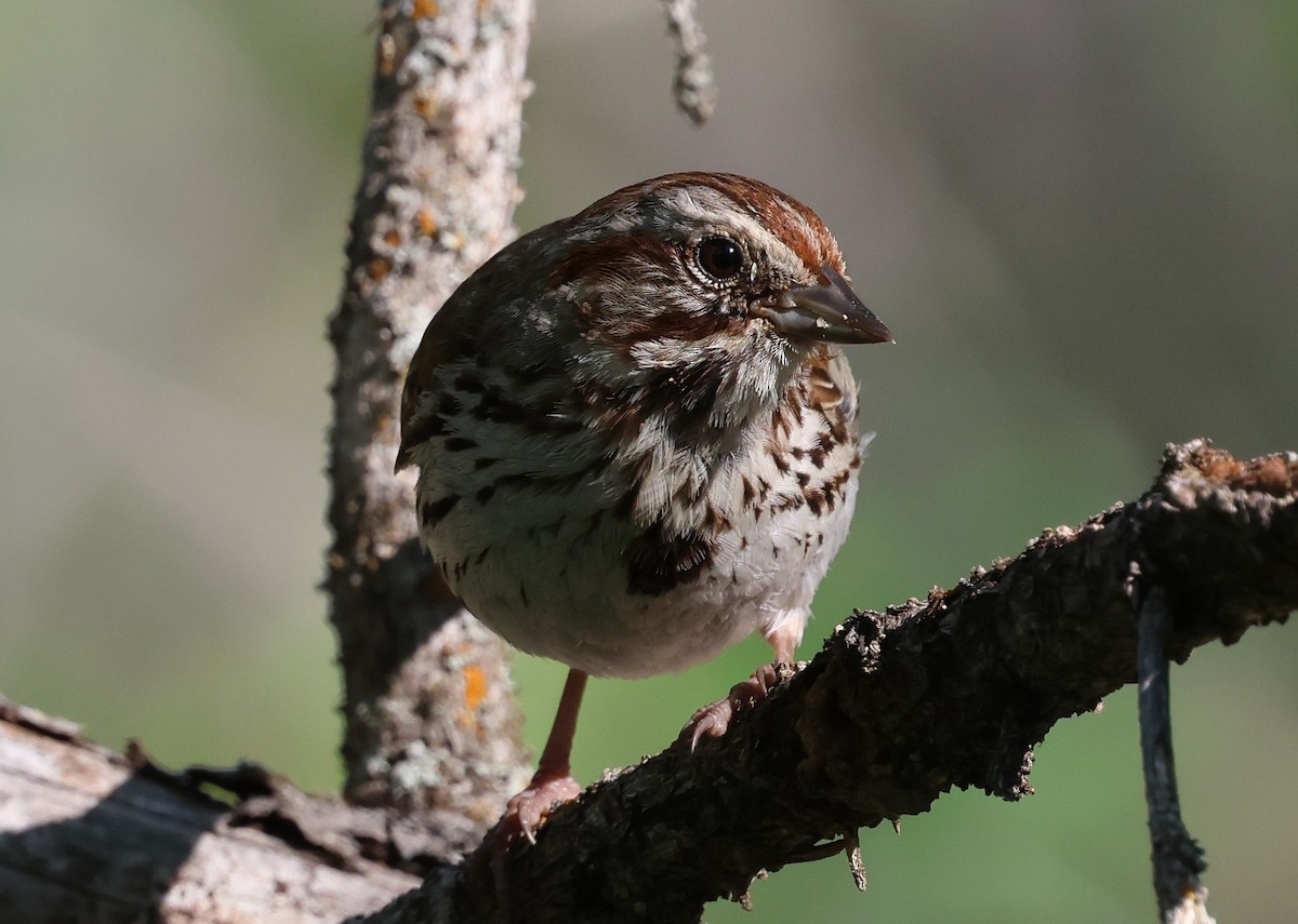 Song Sparrow - ML640018284