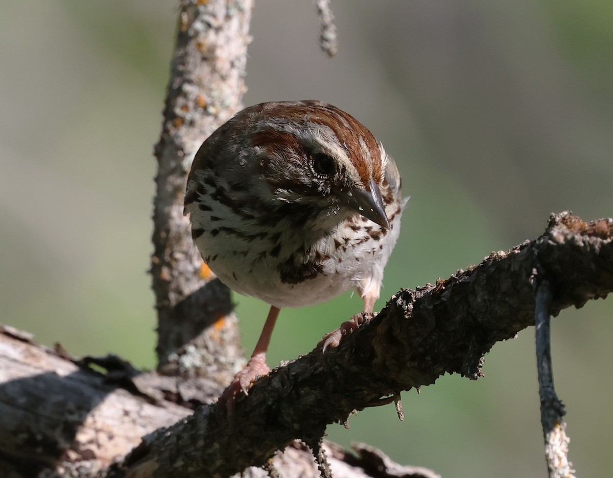 Song Sparrow - ML640018285