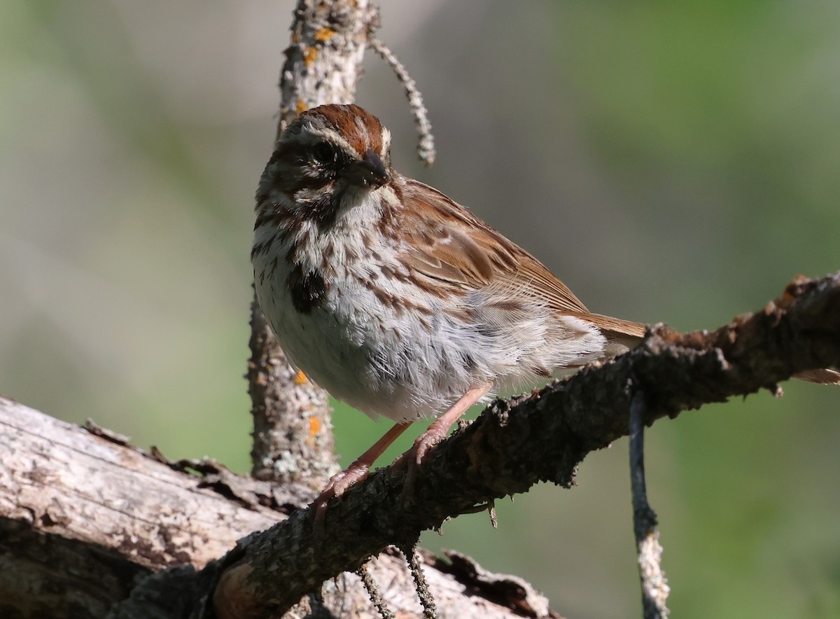 Song Sparrow - ML640018286