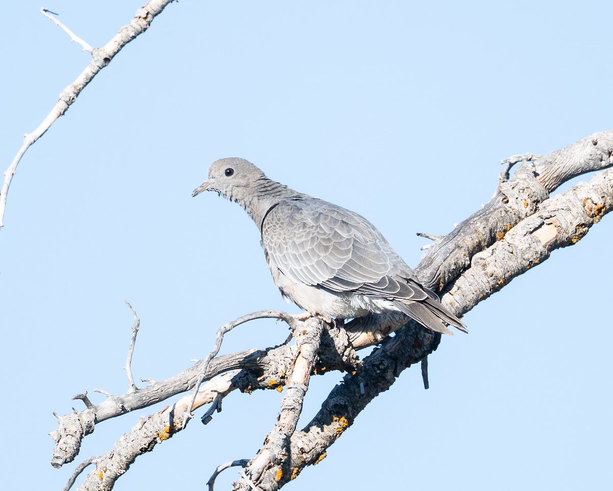 オビオバト - ML640018291